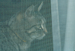Tigger waiting in the window